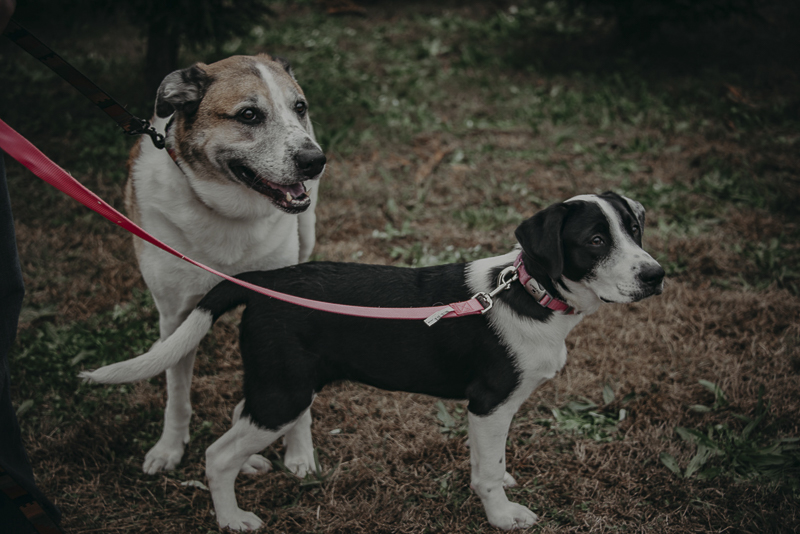 older dog and puppy on leashes, dog photo shoot