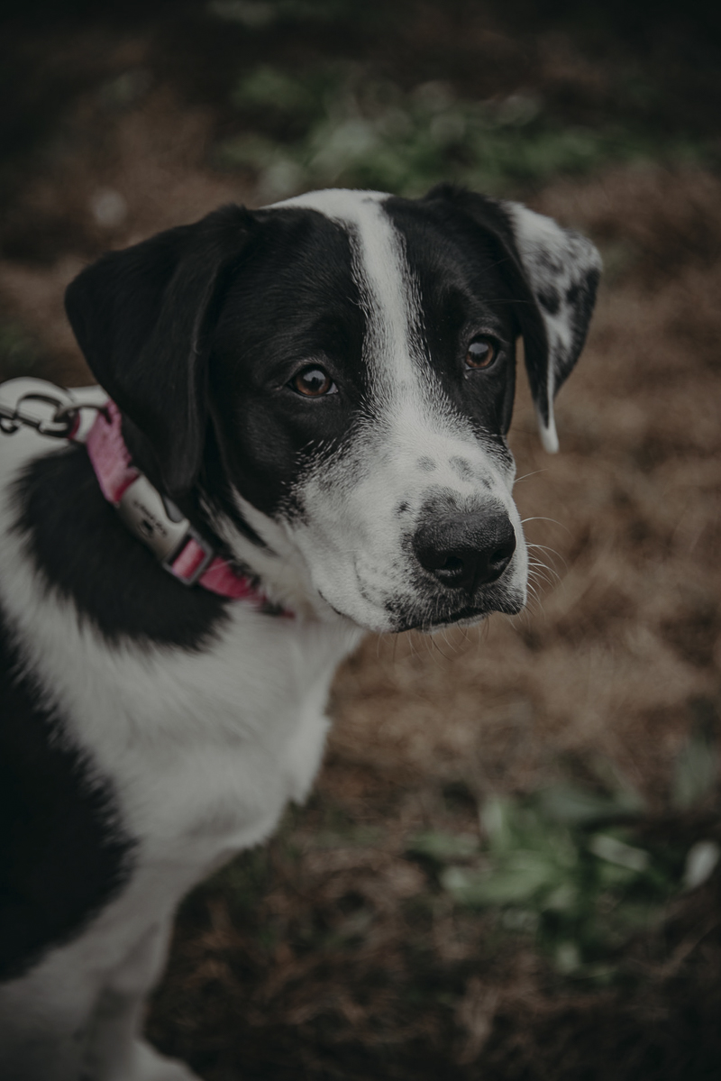 ©Nathalia Frykman- lifestyle dog photoshoot, Border Collie/Lab mix puppy, 