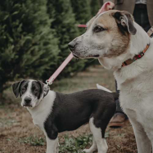 Happy Tails: Cooper & Sadie At A Christmas Tree Farm