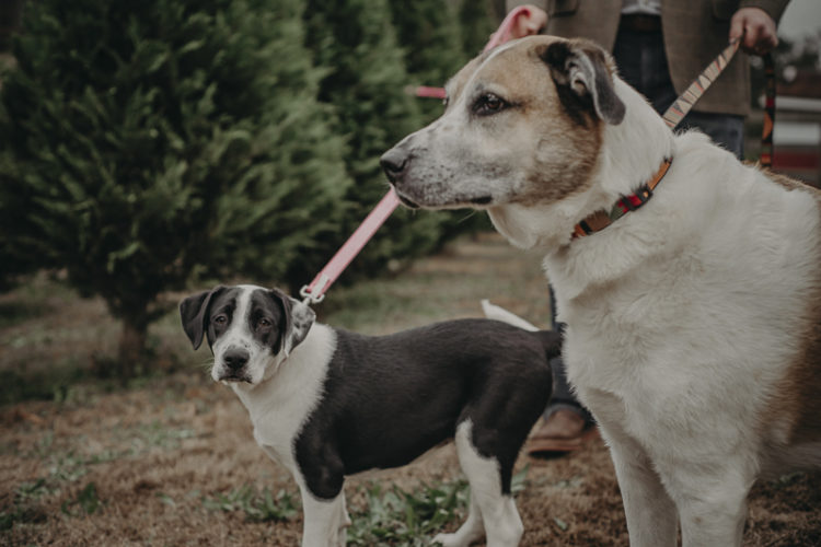 ©Nathalia Frykman- lifestyle dog photoshoot