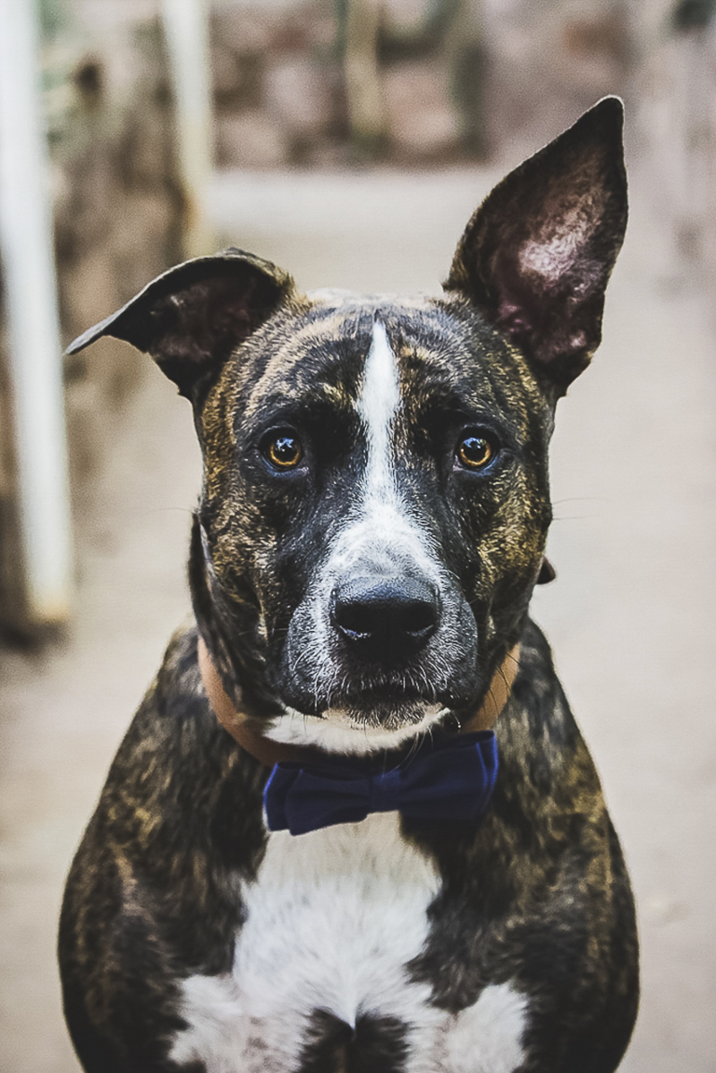 ©Poppyseed Photography | lifestyle dog photography, handsome rescue dog wearing bow tie, one ear up