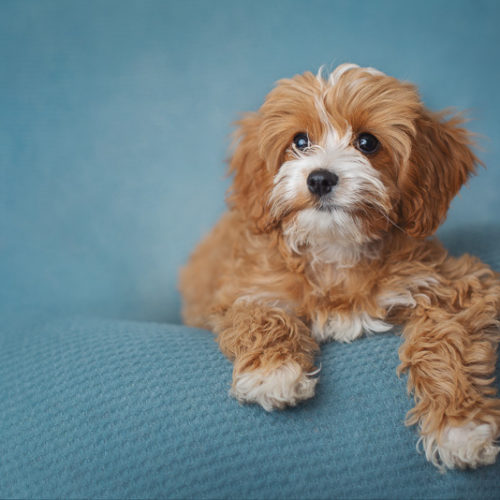 Puppy Love:  Hazel the Cavalier-Poodle Puppy