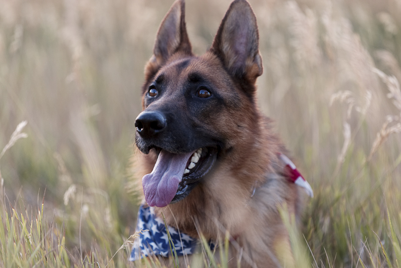 handsome German Shepherd wearing American flag bandana, ©Good Morrow Photography