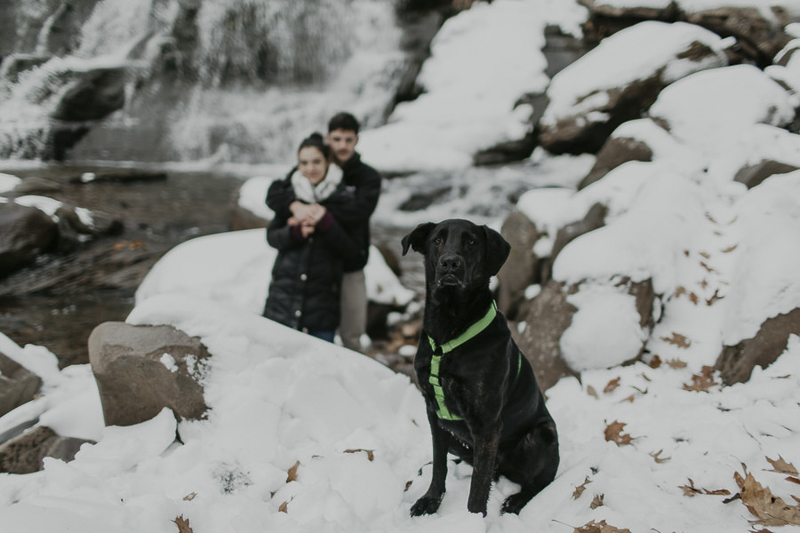 Shepherd-Labrador mix sitting on snow with couple in back ground, engagement photos with a dog | ©Belle La Vie Images