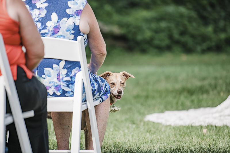 cute dog at wedding | ©Landrum Photography | dog-friendly wedding