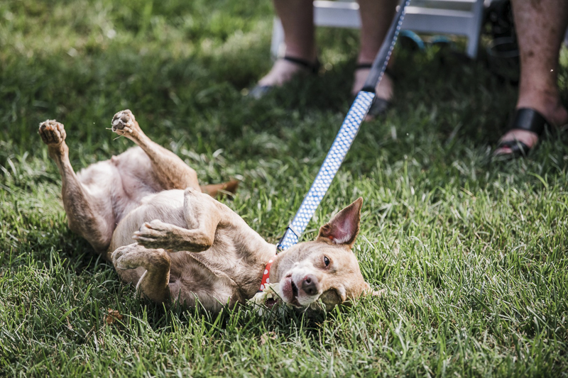Feist Terrier mix rolling around during wedding ceremony | ©Landrum Photography | dog-friendly wedding