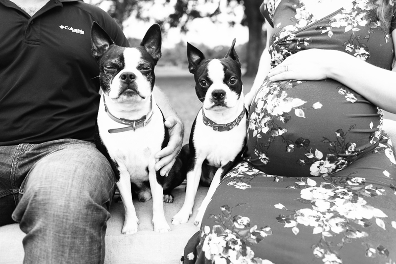 black and white dog portraits | dog-friendly maternity session ©Amber Elaine Photography