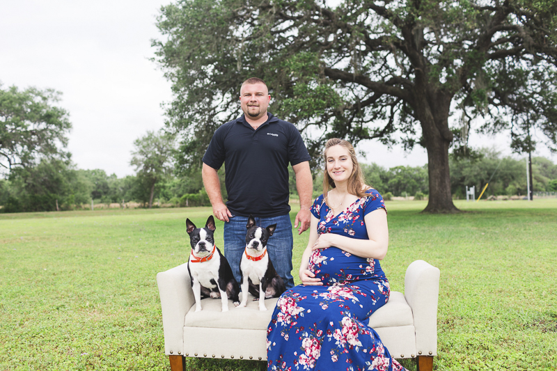 maternity session with Boston Terriers, Seguin, Texas, humans and dogs sitting on loveseat | ©Amber Elaine Photography