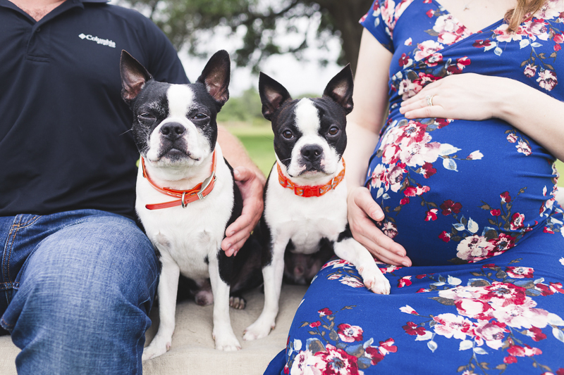 cute black and white Boston Terriers, lifestyle maternity session with dogs 