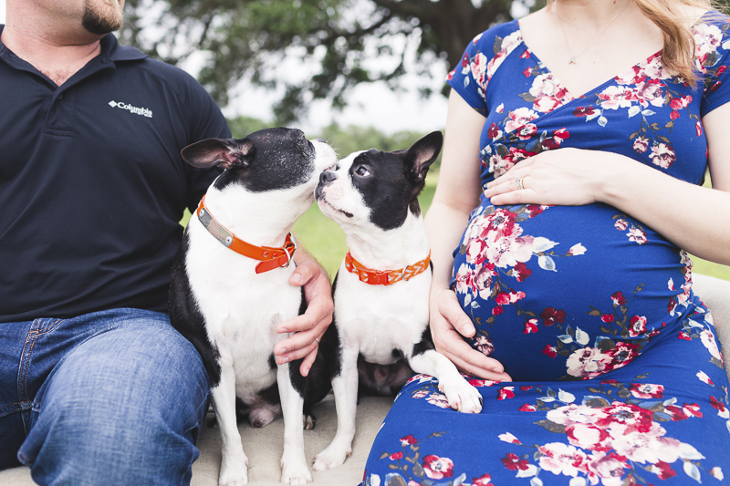 Boston Terriers wearing orange collars sitting with their humans | ©Amber Elaine Photography-dog-friendly maternity session