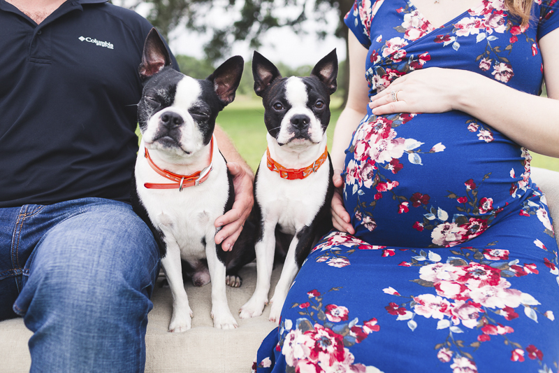 Maternity Session With Boston Terriers Axel & Arlo