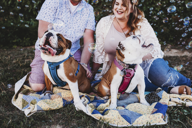 Happy Tails: English Bulldogs And Bubbles