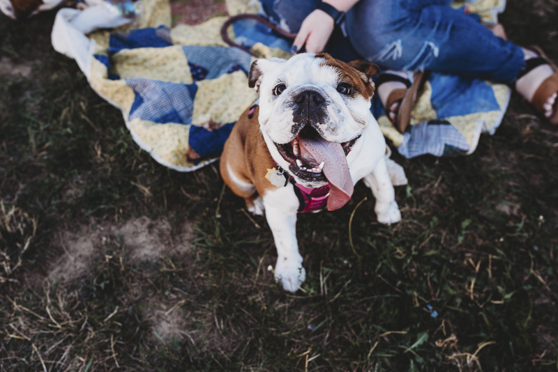 ©Irish Eyes Photography | lifestyle dog portraits, cute dog pohotography