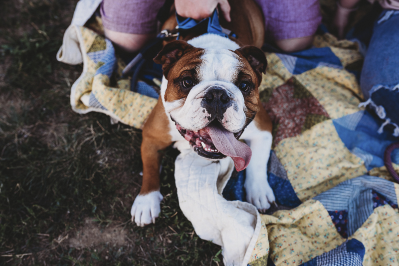 cute brown and white English Bulldog on blanket, ©Irish Eyes Photography | lifestyle dog photography