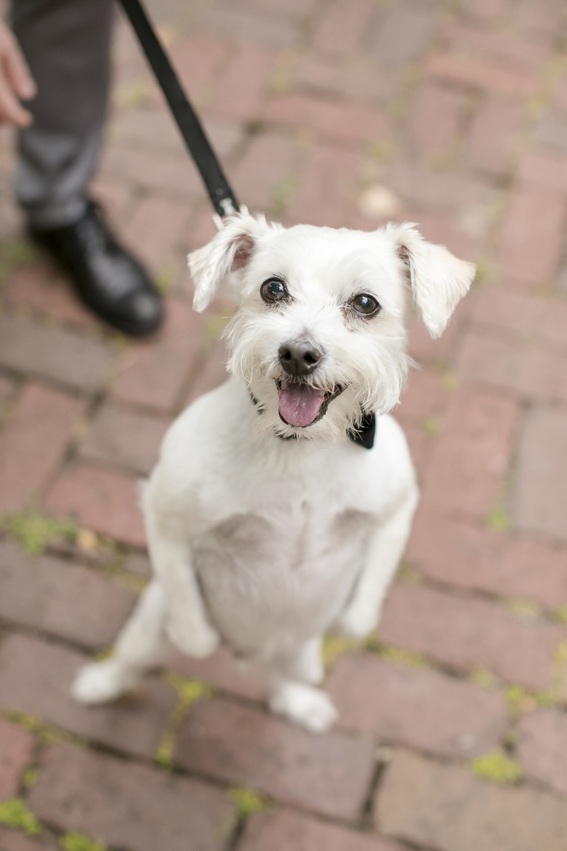 adorable mixed breed dog standing on hind legs | ©Jeannine Marie Photography | St Paul wedding photography, dog-friendly venue, Minnesota Boat Club