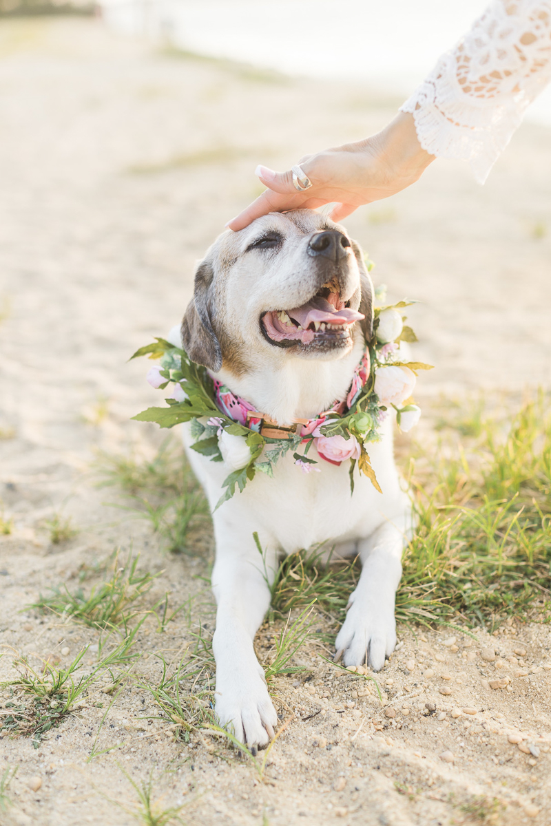 dog lying on the sand enjoying a head pat by woman | elegant dog and human portraits, ©Kelly Sea Images | NJ lifestyle dog and portrait photography