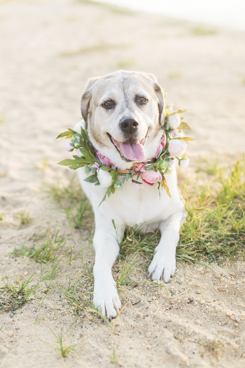sweet senior Beagle-Pointer mix wearing floral wreath at the beach | ©Kelly Sea Images | NJ lifestyle dog photographer