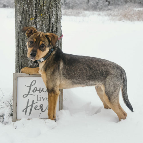 Puppy Love: Toby the Adorable Mixed Breed