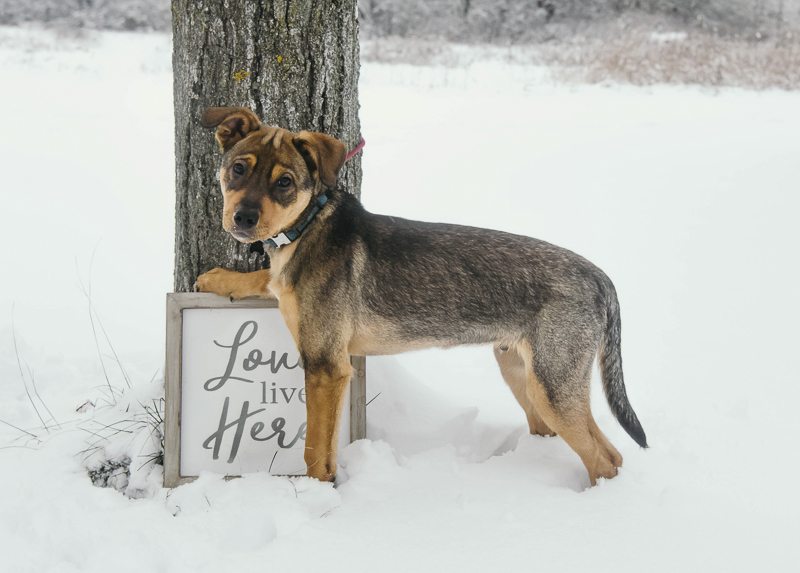 puppy resting his paw on "Love Lives Here" sign, ideas for dog photography session, ©Madison Robertson Photography | Kingston, ON, winter family photos with puppy