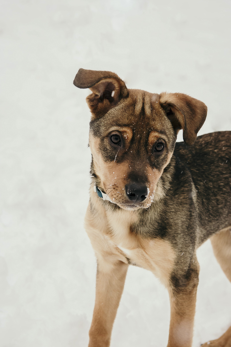 Adorable mixed breed puppy playing in the snow | ©Madison Robertson Photography winter portrait ideas