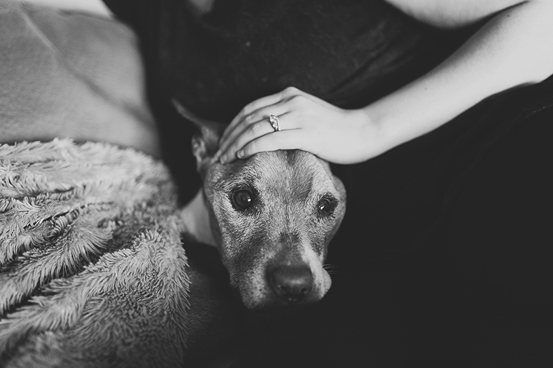 sweet senior dog, black and white dog photography | ©Nicole Maddalone Photography 