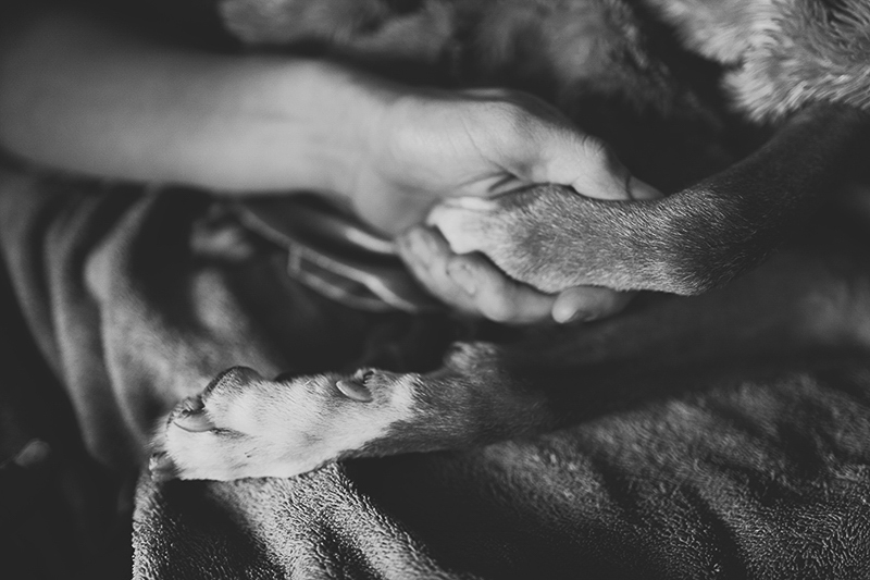 holding dog's paw, end of life pet photography | ©Nicole Maddalone Photography 