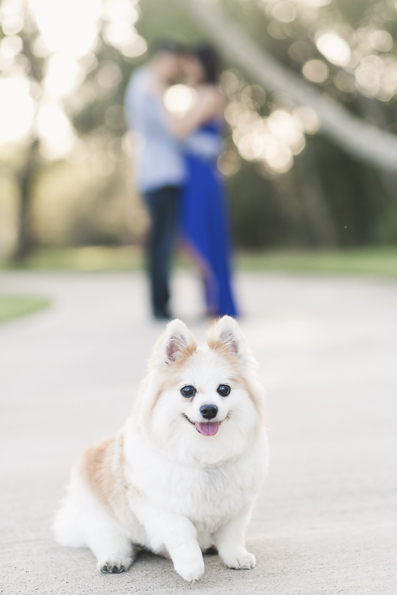 corgi and pomeranian mix