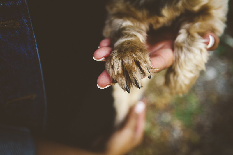 tiny dog paw in woman's hand, ©Aim With Mia Photography, St Louis, MO, lifestyle pet and people photography, ideas for dog photography