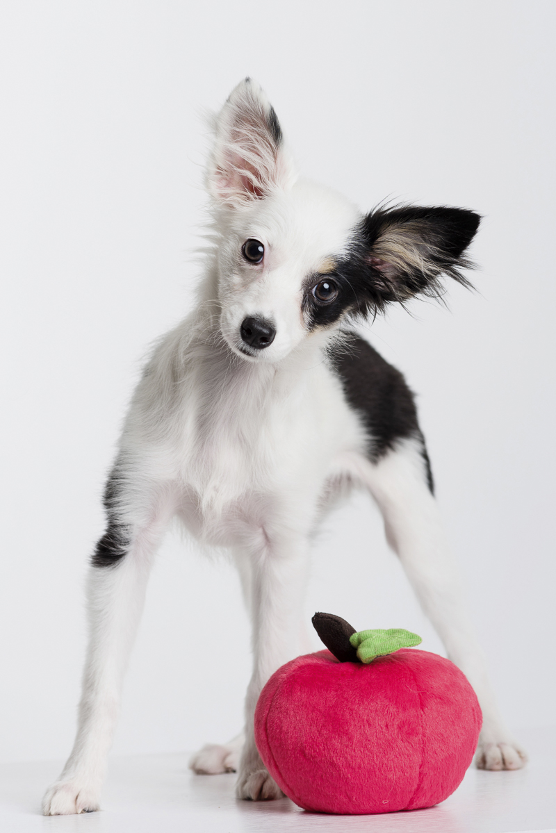 adorable Mini-Aussie puppy with red apple plush toy | ©Alice G Patterson Photography