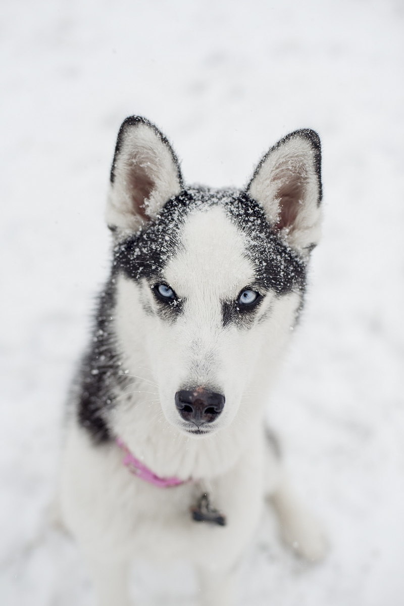 ©Alison Mae Photography, Indianapolis lifestyle dog photography, Husky mix in the snow