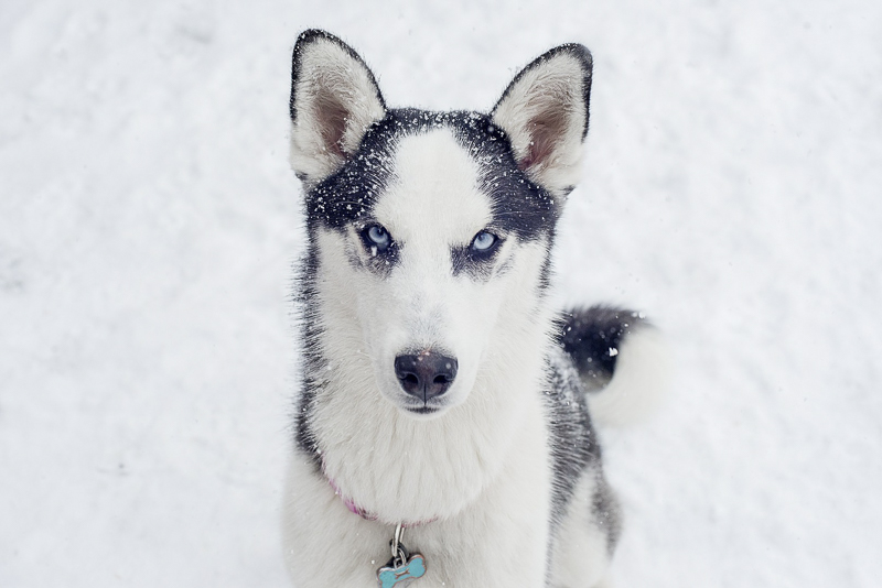 blue eyed Husky-Border Collie mix in snow, ©Alison Mae Photography, Indianapolis lifestyle dog photography 