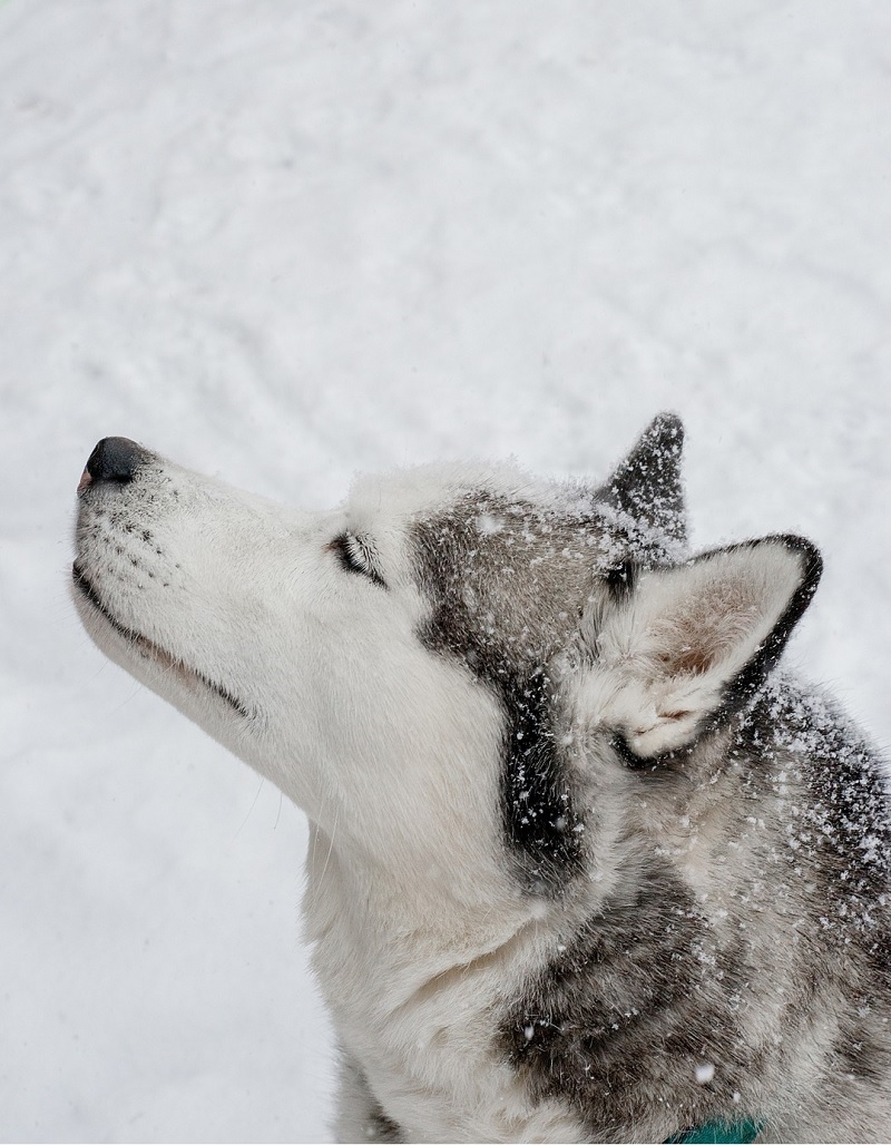 Husky in profile, ©Alison Mae Photography, Indianapolis lifestyle dog photographer