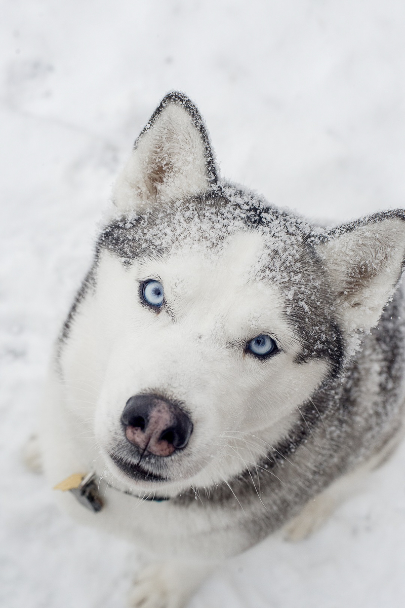 Beautiful Husky sitting with snow on fur | ©Alison Mae Photography, Indianpolis dog photography