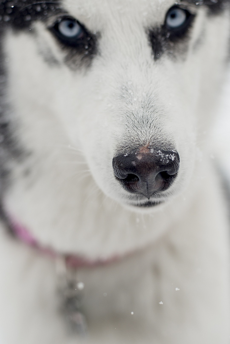 close up of dog's nose with snow on it, blue eyed dog ©Alison Mae Photography, Indianapolis lifestyle dog photography 