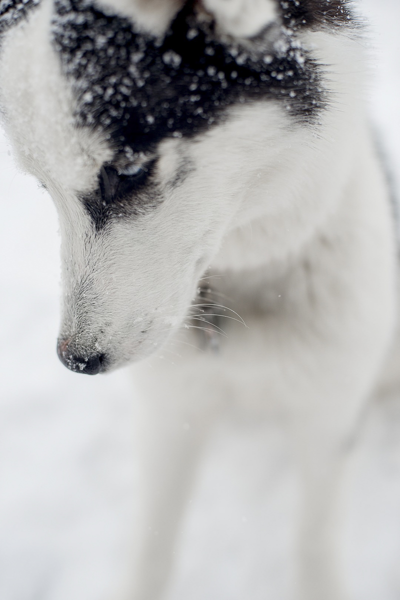 black and white Husky mix, winter dog photography ideas, ©Alison Mae Photography