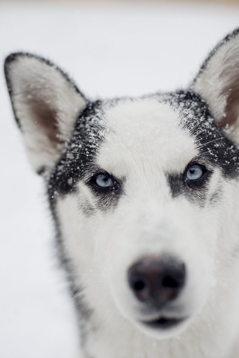 sweet Husky mix in the snow, ©Alison Mae Photography, Indianapolis lifestyle dog photography 