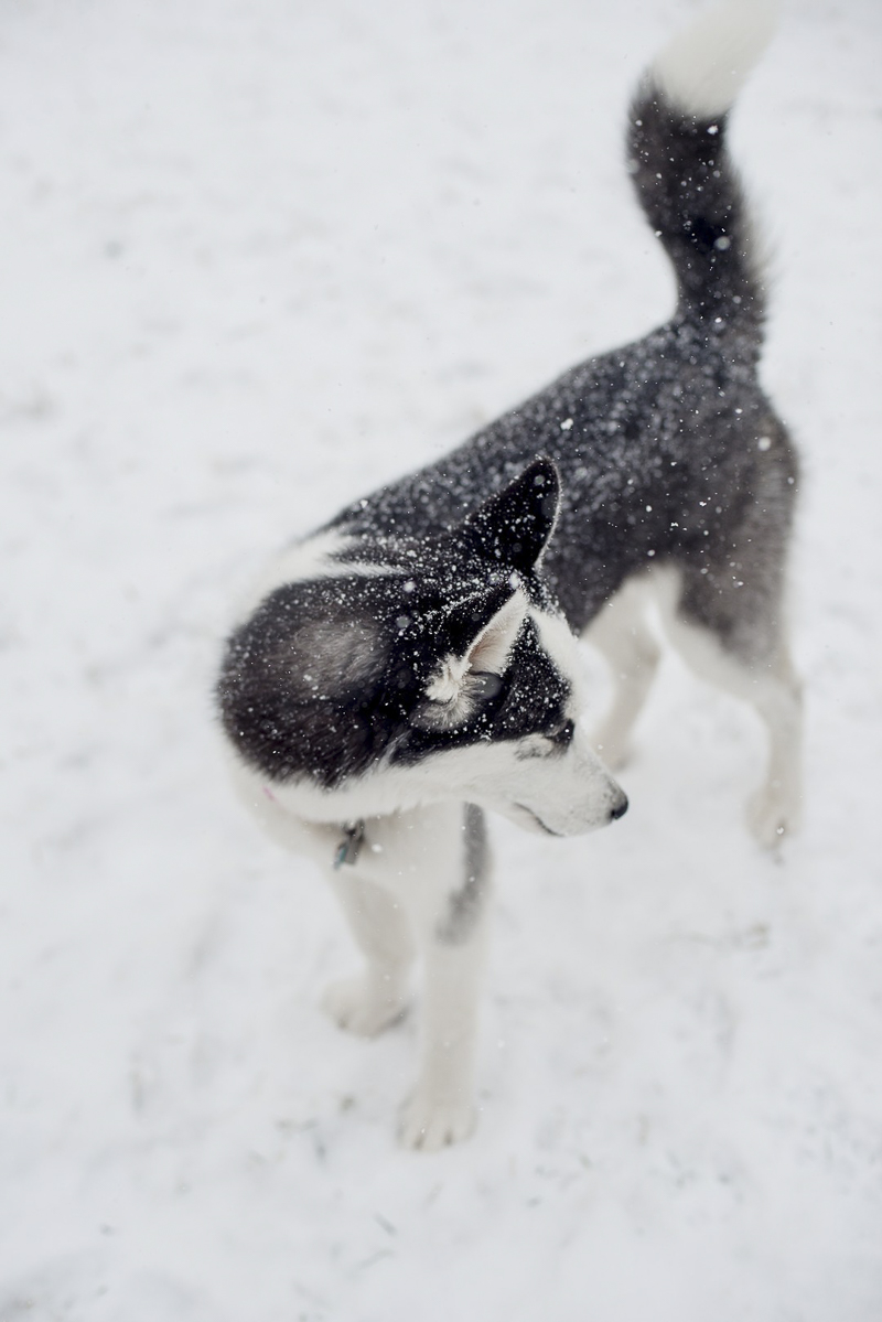 Husky mix in the snow, creative photography ideas