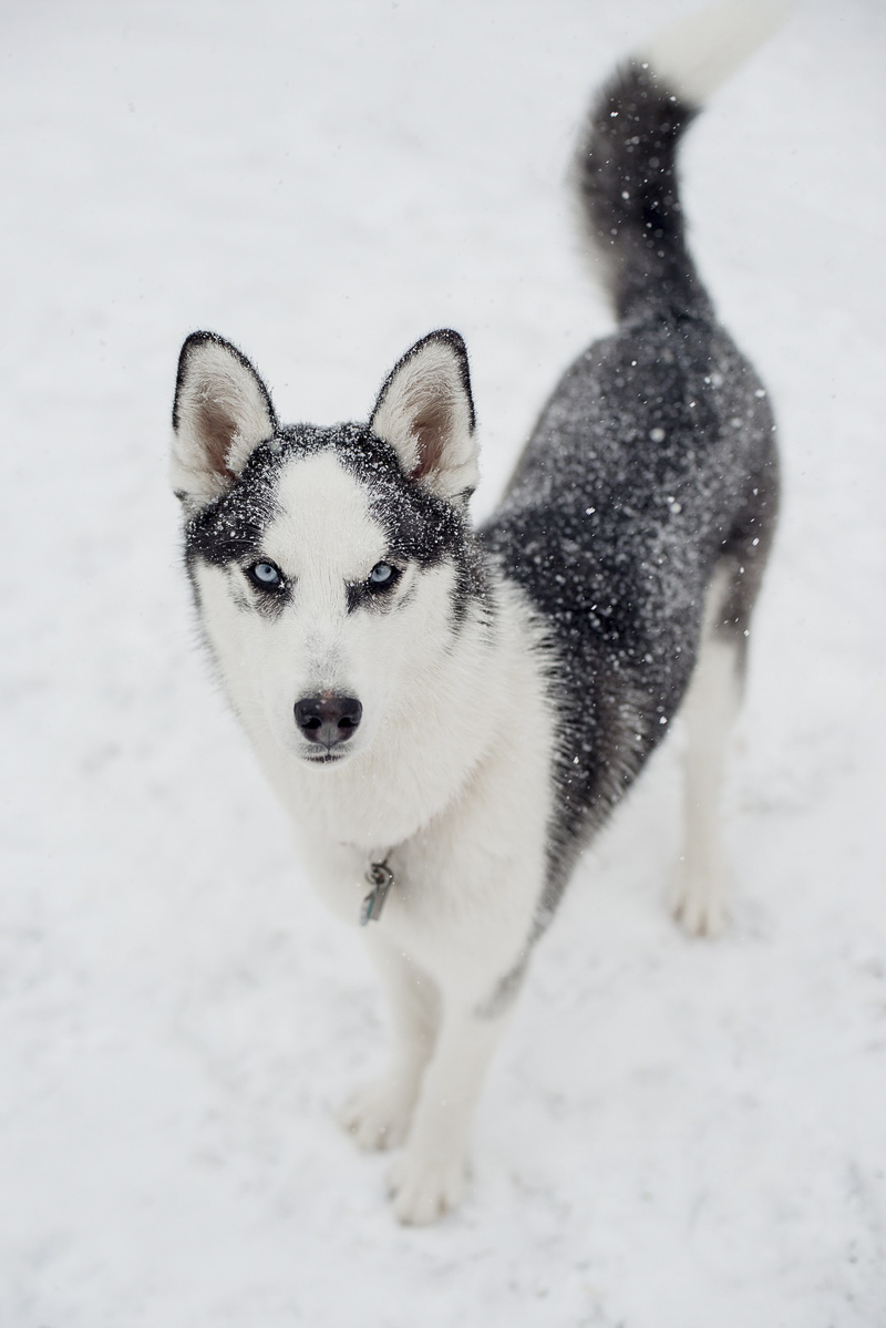 snow dog, Border Collie mix in snow, winter dog photoshoot