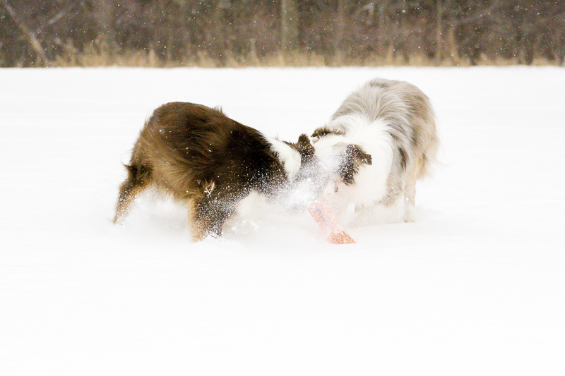 dogs playing with a toy in the snow | ©Beth Alexander Pet Photography | on location winter pet photography ideas, Cornwall, Ontario