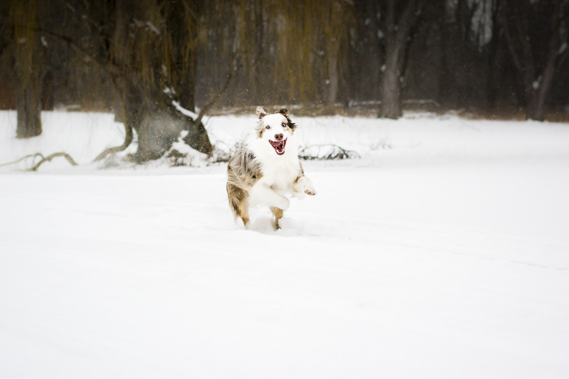 Aussie playing in the snow | ©Beth Alexander Pet Photography | on location dog portraits