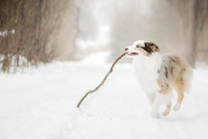 Speak softly and carry a big stick, dog quotes, dog carrying a big stick in the snow | ©Beth Alexander Pet Photography | on location winter pet photography, Cornwall, Ontario