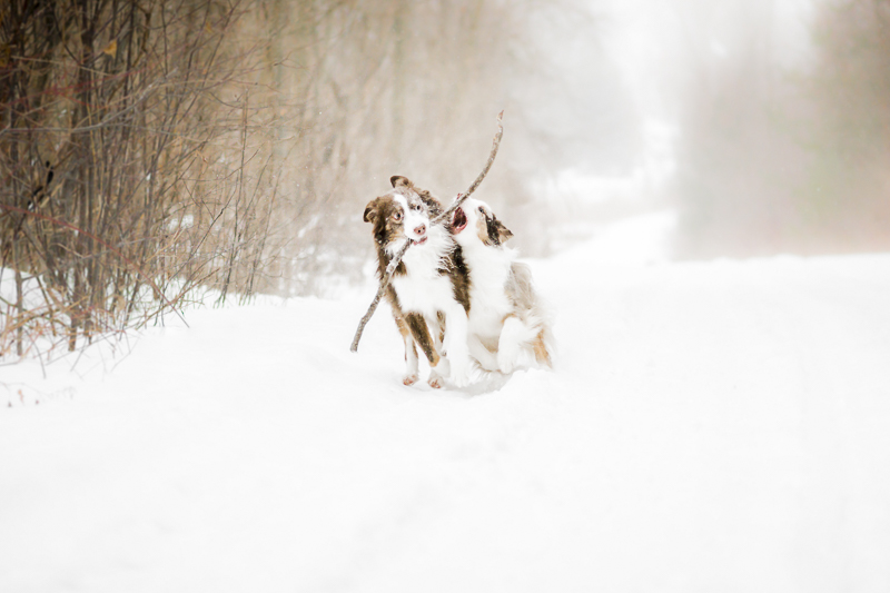 Two dogs running on snowy path with a big stick, ©Beth Alexander Pet Photography | dog photography blog