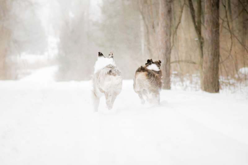 off leash Australian Shepherds running in the snow | ©Beth Alexander Pet Photography | dog photography ideas 