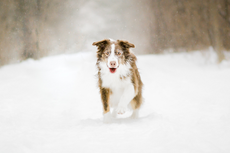 Snowy dog running, winter dog photoshoot, Cornwall, ON, ©Beth Alexander Pet Photography 