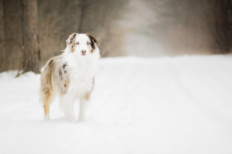 handsome dog standing in the snow, Aussie, professional pet photographer serving Ottawa to Cornwall, ON