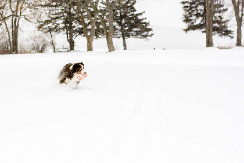 A dog's life, dog playing in the snow | ©Beth Alexander Pet Photography
