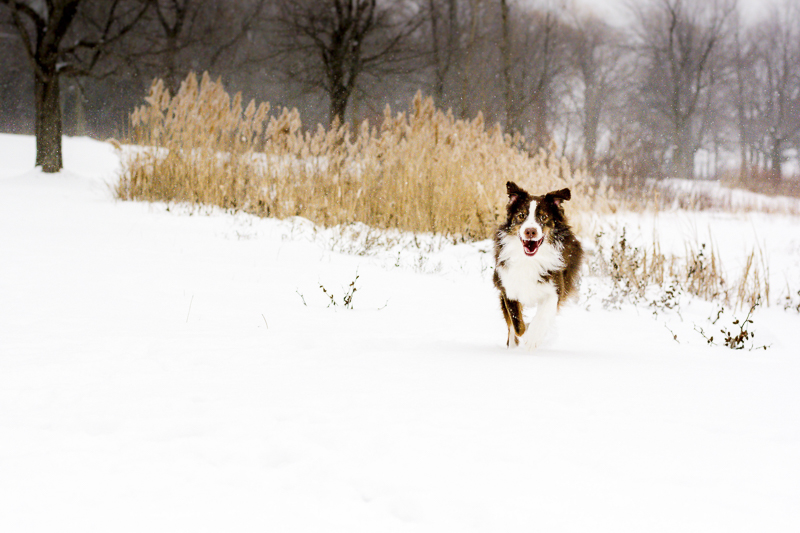 happy dog running in a snowy field, ©Beth Alexander Pet Photography 
