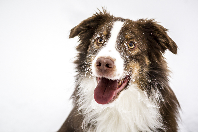 Handsome Australian Shepherd with snow on his face, ©Beth Alexander Pet Photography | lifestyle dog photography ideas