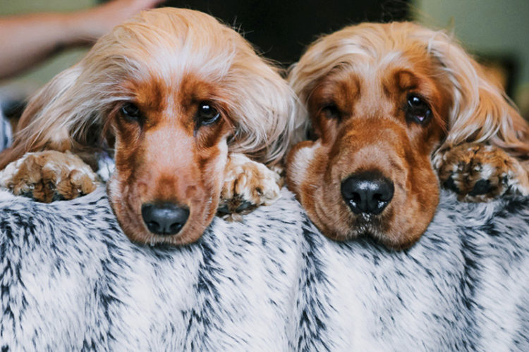 Charlie and Frankie, English Cocker Spaniels