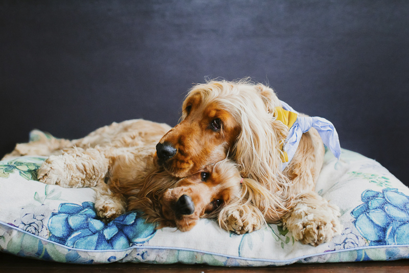 two Cocker Spaniels cuddling on cushion, lifestyle dog photography ideas | ©Dogfolk Pet Photography